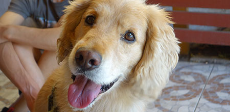Muchos miedos, como el de los perros, se pueden curar gradualmente Miedos, como el de los perros, se curan gradualmente